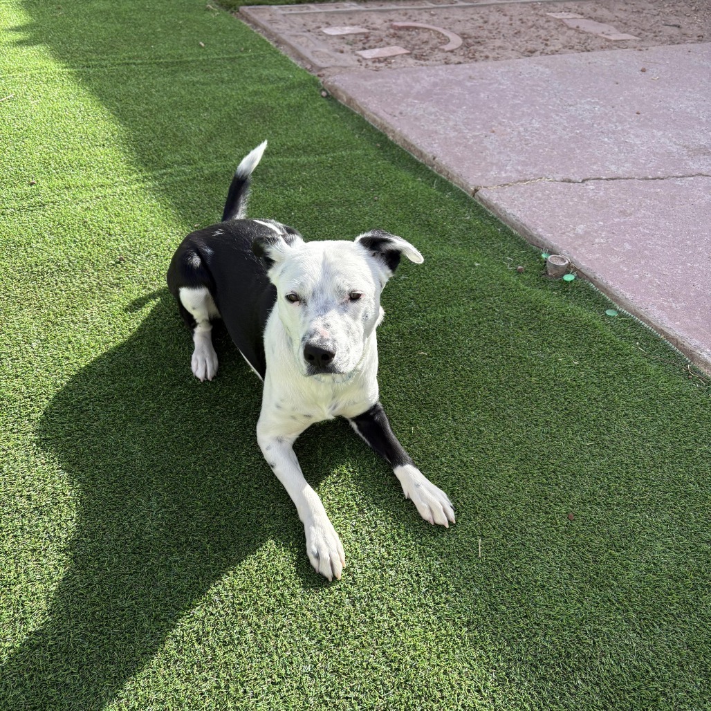 Wonder - PAWS, an adoptable Border Collie, Pit Bull Terrier in Las Cruces, NM, 88001 | Photo Image 5