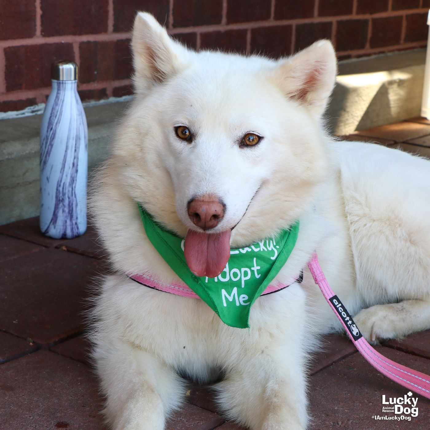 Blizzard, an adoptable Husky, Samoyed in Washington, DC, 20007 | Photo Image 1