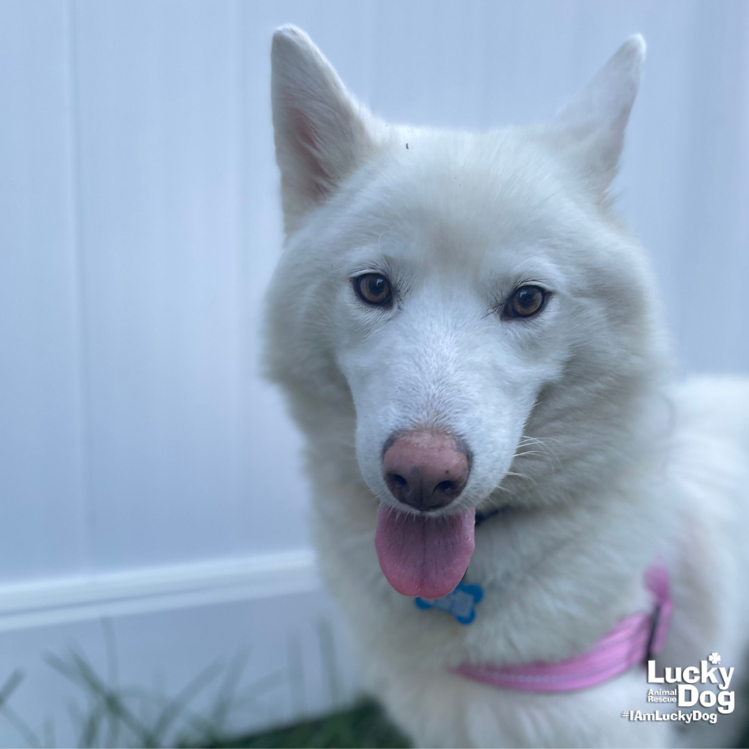 Blizzard, an adoptable Husky, Samoyed in Washington, DC, 20007 | Photo Image 2