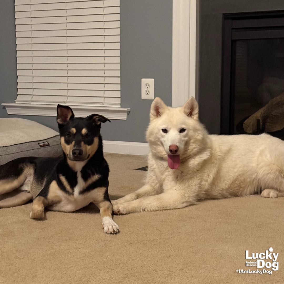 Blizzard, an adoptable Husky, Samoyed in Washington, DC, 20007 | Photo Image 3