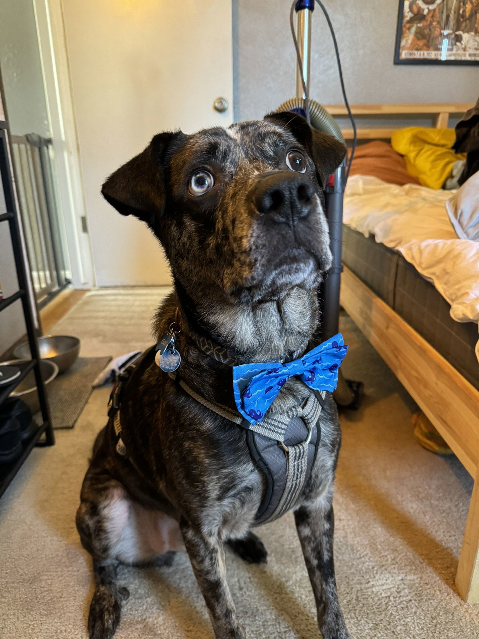 Keanu, an adoptable Catahoula Leopard Dog, Cattle Dog in Fort Collins, CO, 80524 | Photo Image 1
