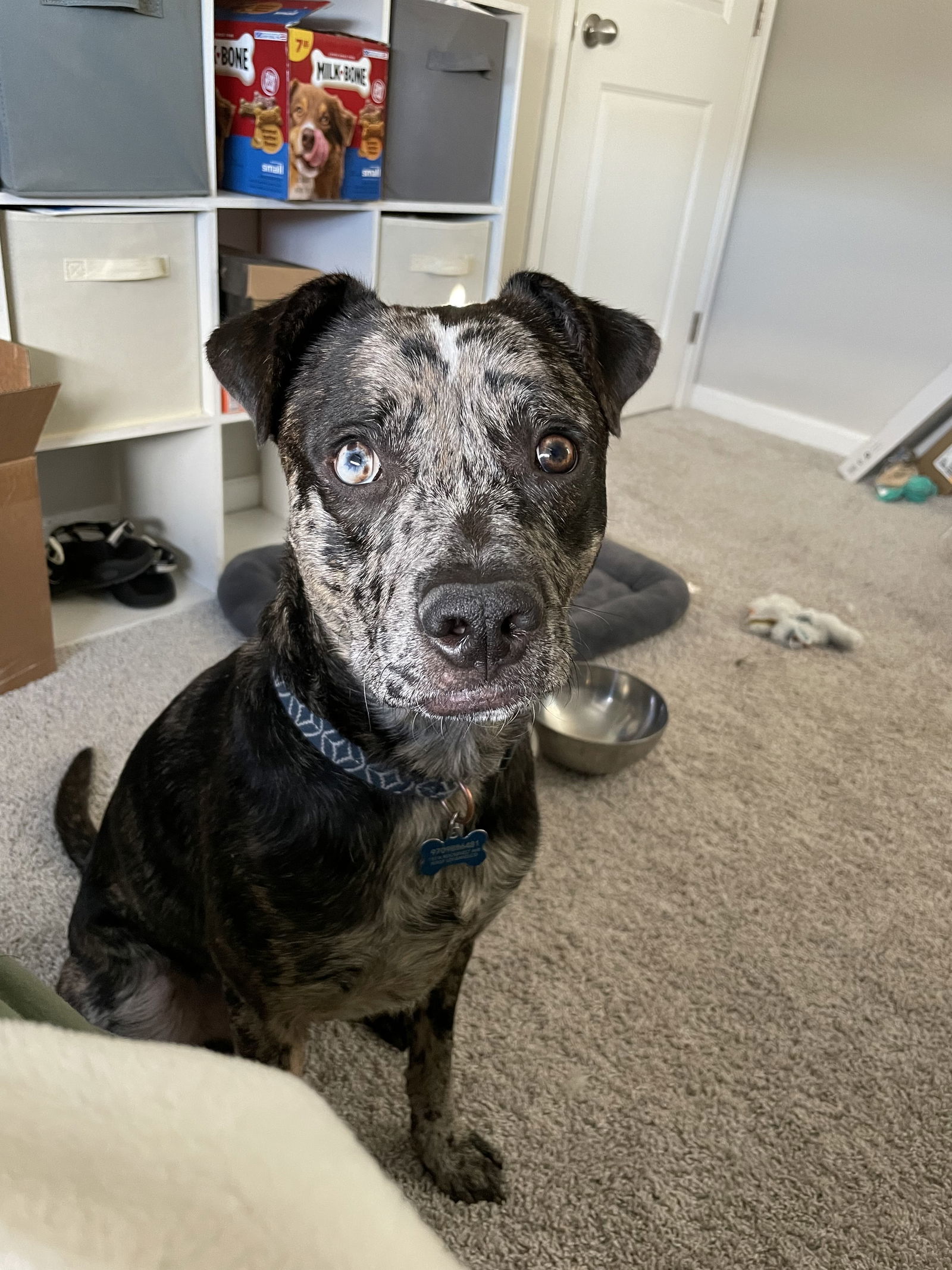 Keanu, an adoptable Catahoula Leopard Dog, Cattle Dog in Fort Collins, CO, 80524 | Photo Image 2