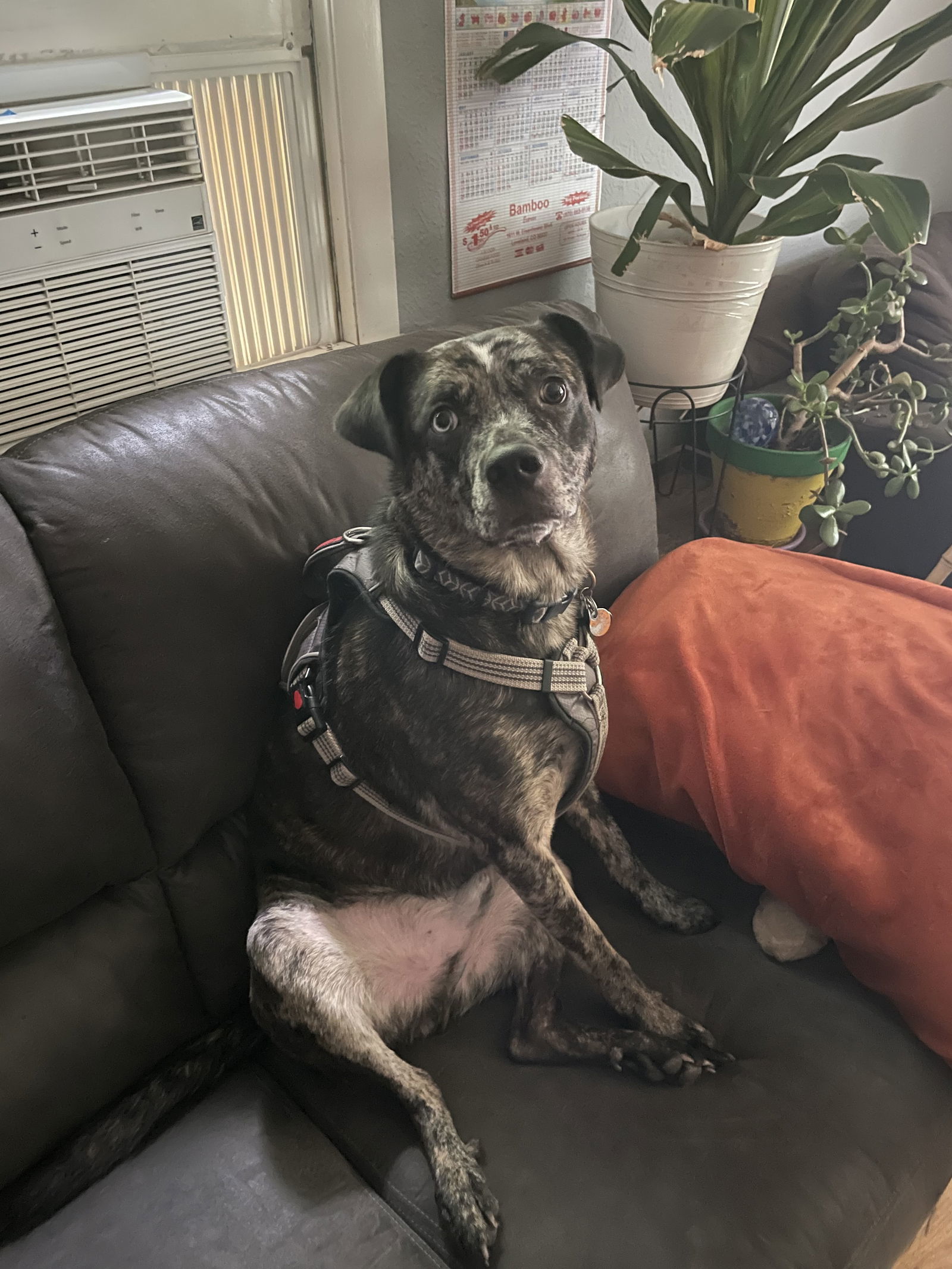 Keanu, an adoptable Catahoula Leopard Dog, Cattle Dog in Fort Collins, CO, 80524 | Photo Image 3