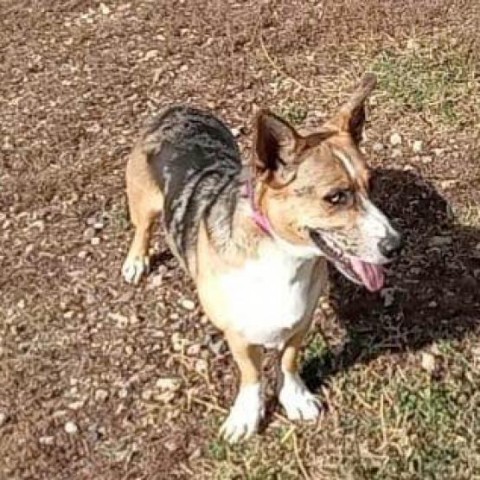 Calypso, an adoptable Mixed Breed in Buffalo, WY, 82834 | Photo Image 1