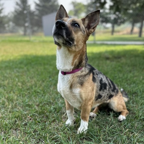 Calypso, an adoptable Mixed Breed in Buffalo, WY, 82834 | Photo Image 2