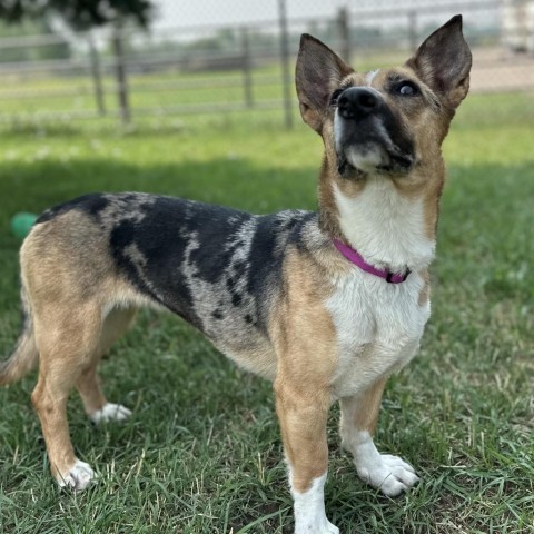 Calypso, an adoptable Mixed Breed in Buffalo, WY, 82834 | Photo Image 2