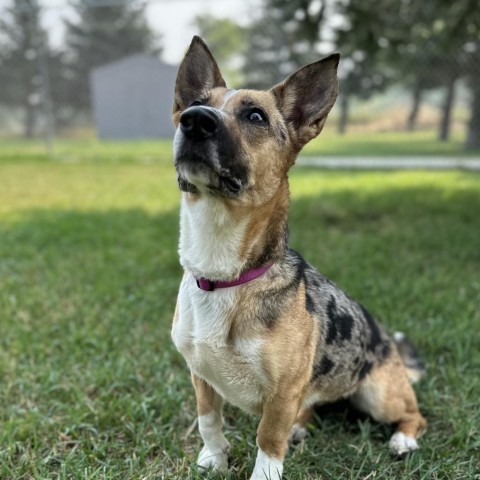 Calypso, an adoptable Mixed Breed in Buffalo, WY, 82834 | Photo Image 3