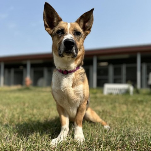 Calypso, an adoptable Mixed Breed in Buffalo, WY, 82834 | Photo Image 4