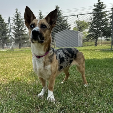 Calypso, an adoptable Mixed Breed in Buffalo, WY, 82834 | Photo Image 5