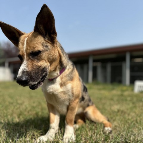 Calypso, an adoptable Mixed Breed in Buffalo, WY, 82834 | Photo Image 6