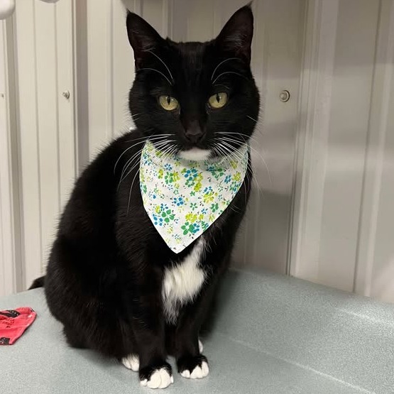 Coke, an adoptable Domestic Short Hair in Buffalo, WY, 82834 | Photo Image 1