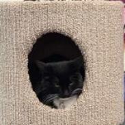 Coke, an adoptable Domestic Short Hair in Buffalo, WY, 82834 | Photo Image 3
