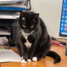 Coke, an adoptable Domestic Short Hair in Buffalo, WY, 82834 | Photo Image 4