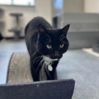 Coke, an adoptable Domestic Short Hair in Buffalo, WY, 82834 | Photo Image 5