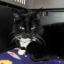 Coke, an adoptable Domestic Short Hair in Buffalo, WY, 82834 | Photo Image 6