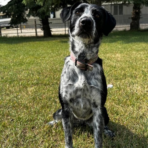 Marley, an adoptable Border Collie, Mixed Breed in Buffalo, WY, 82834 | Photo Image 1