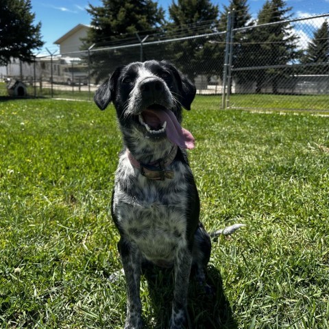 Marley, an adoptable Border Collie, Mixed Breed in Buffalo, WY, 82834 | Photo Image 3