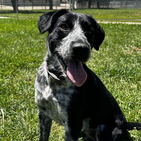 Marley, an adoptable Border Collie, Mixed Breed in Buffalo, WY, 82834 | Photo Image 4