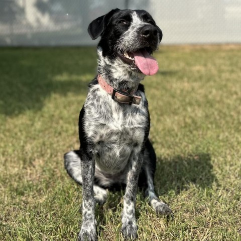 Marley, an adoptable Border Collie, Mixed Breed in Buffalo, WY, 82834 | Photo Image 5