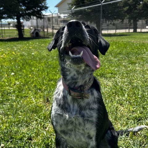 Marley, an adoptable Border Collie, Mixed Breed in Buffalo, WY, 82834 | Photo Image 6