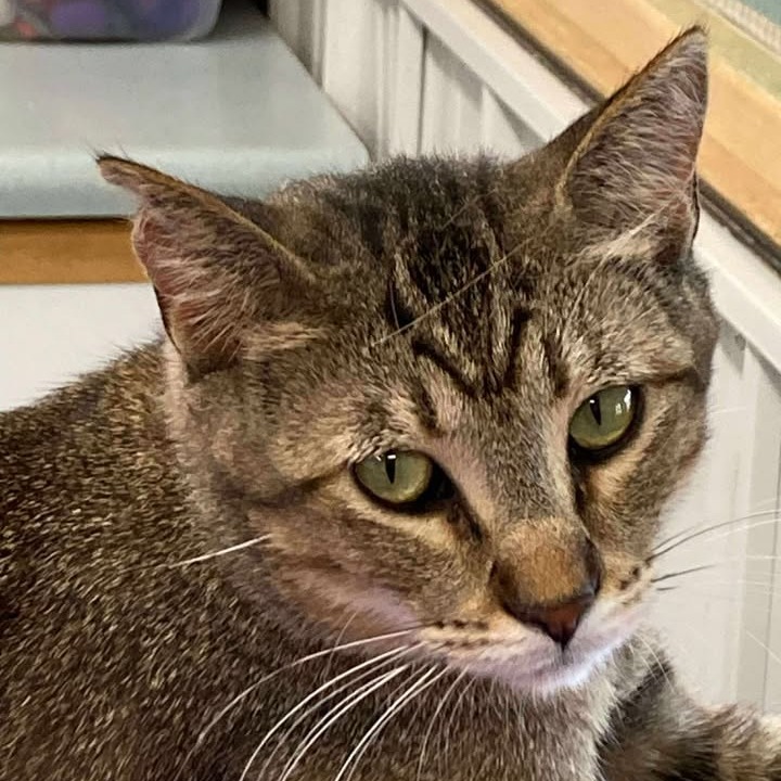 Nubulous, an adoptable Domestic Short Hair in Buffalo, WY, 82834 | Photo Image 1
