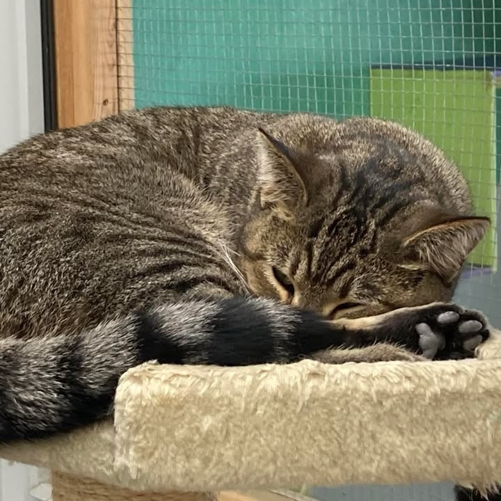 Nubulous, an adoptable Domestic Short Hair in Buffalo, WY, 82834 | Photo Image 2