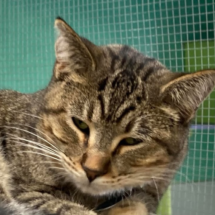 Nubulous, an adoptable Domestic Short Hair in Buffalo, WY, 82834 | Photo Image 3