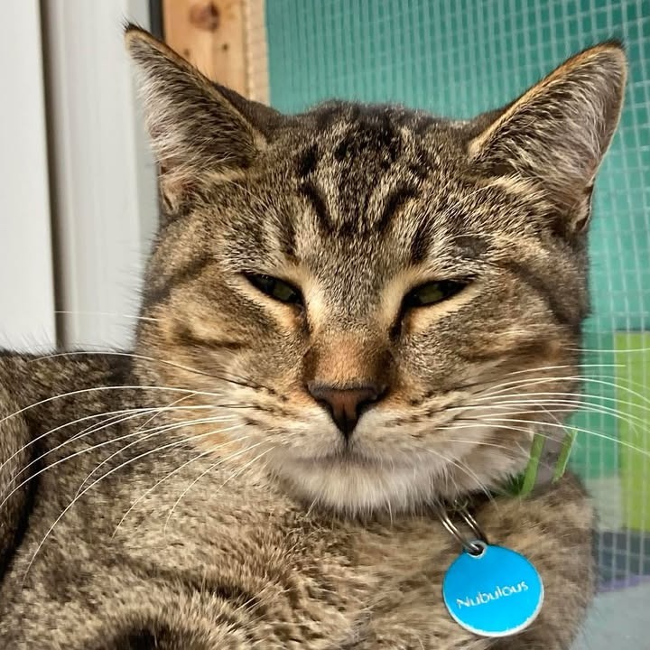 Nubulous, an adoptable Domestic Short Hair in Buffalo, WY, 82834 | Photo Image 4
