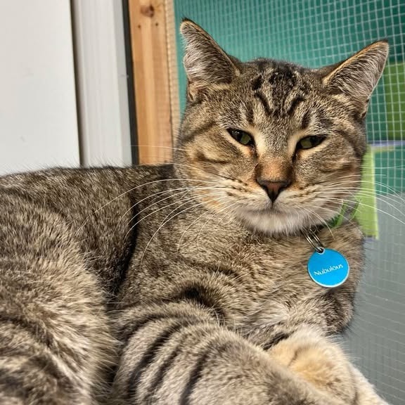 Nubulous, an adoptable Domestic Short Hair in Buffalo, WY, 82834 | Photo Image 5