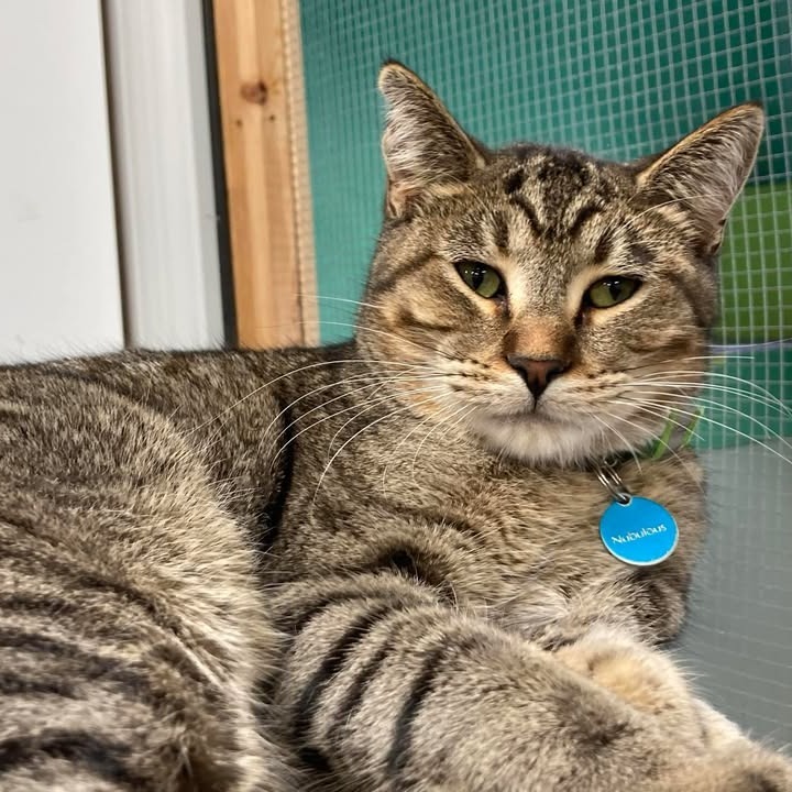 Nubulous, an adoptable Domestic Short Hair in Buffalo, WY, 82834 | Photo Image 6