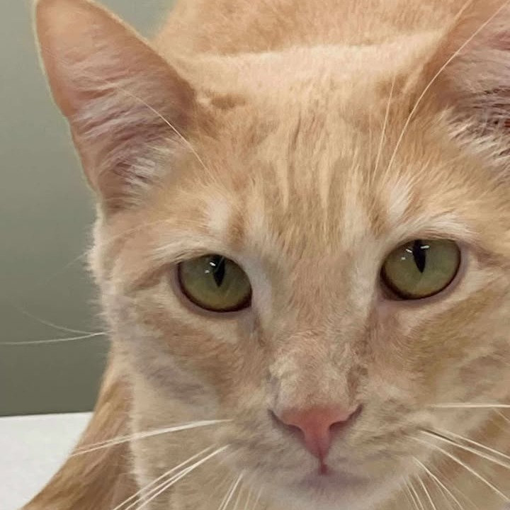 Lemon, an adoptable Domestic Short Hair in Buffalo, WY, 82834 | Photo Image 1