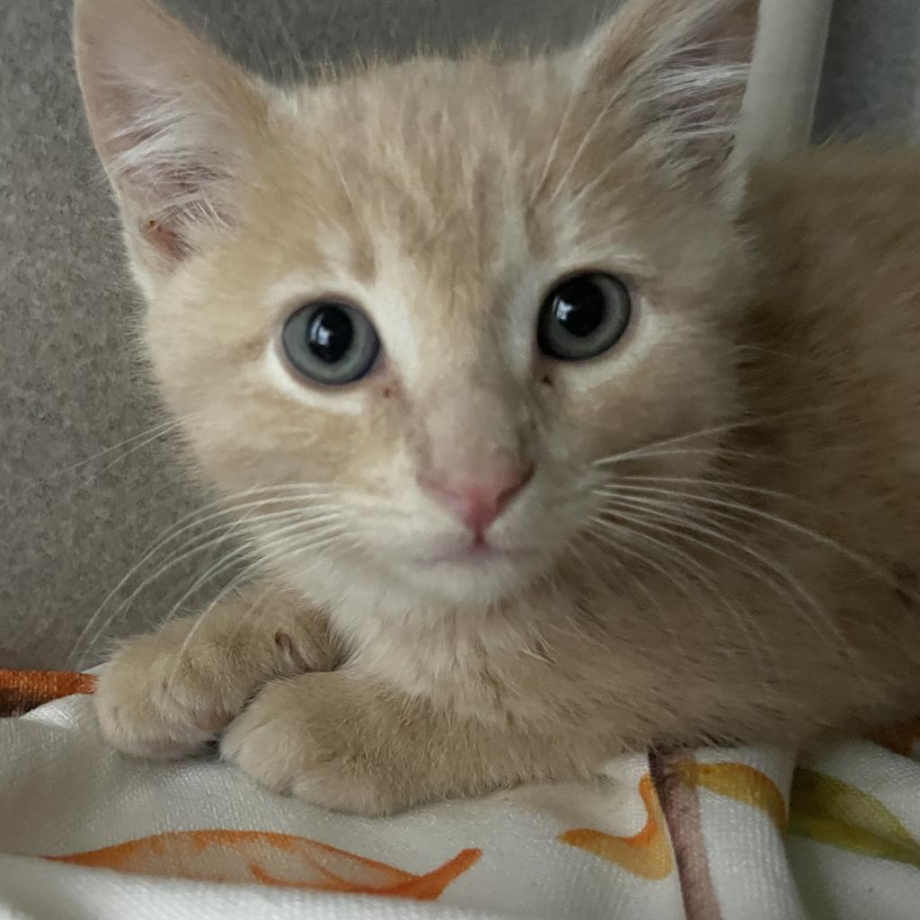 Lemon, an adoptable Domestic Short Hair in Buffalo, WY, 82834 | Photo Image 2