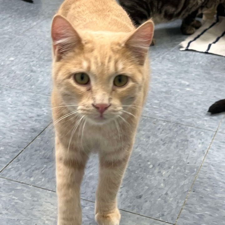 Lemon, an adoptable Domestic Short Hair in Buffalo, WY, 82834 | Photo Image 4
