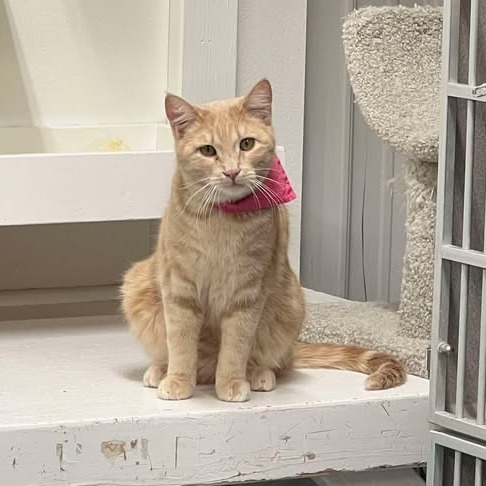 Lemon, an adoptable Domestic Short Hair in Buffalo, WY, 82834 | Photo Image 5