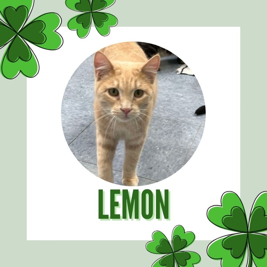 Lemon, an adoptable Domestic Short Hair in Buffalo, WY, 82834 | Photo Image 6