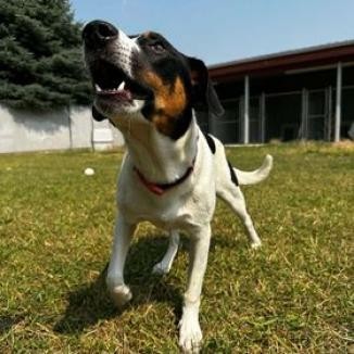 Gypsy, an adoptable Mixed Breed in Buffalo, WY, 82834 | Photo Image 1