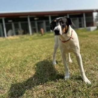 Gypsy, an adoptable Mixed Breed in Buffalo, WY, 82834 | Photo Image 2