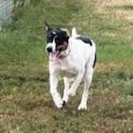 Gypsy, an adoptable Mixed Breed in Buffalo, WY, 82834 | Photo Image 3