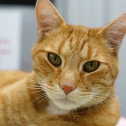 Milo, an adoptable Domestic Short Hair in Buffalo, WY, 82834 | Photo Image 2