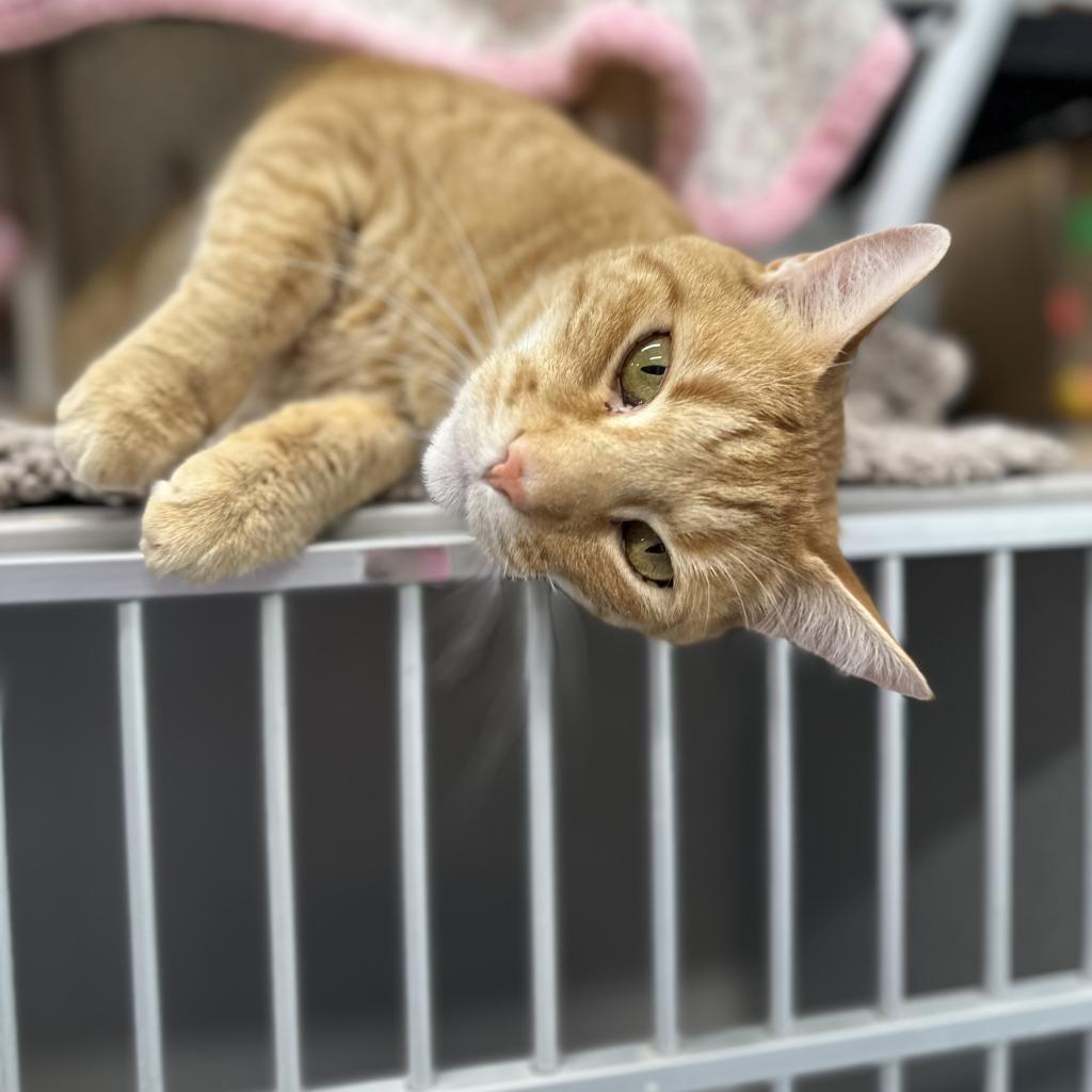 Milo, an adoptable Domestic Short Hair in Buffalo, WY, 82834 | Photo Image 3