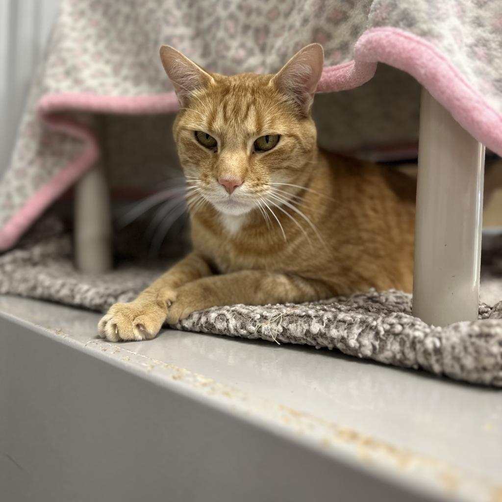 Milo, an adoptable Domestic Short Hair in Buffalo, WY, 82834 | Photo Image 4