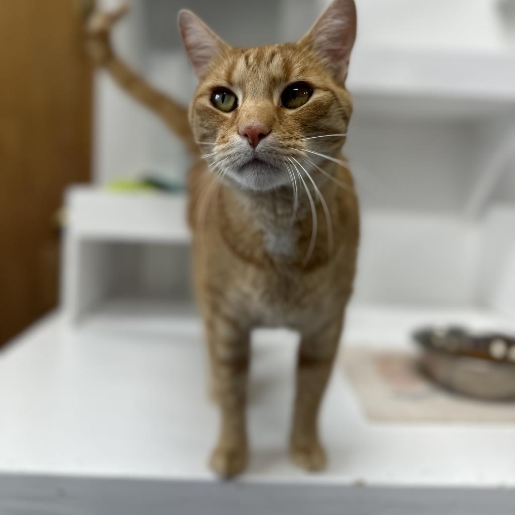 Milo, an adoptable Domestic Short Hair in Buffalo, WY, 82834 | Photo Image 5