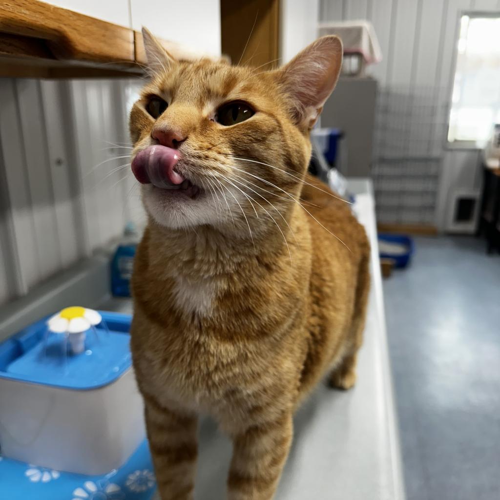 Milo, an adoptable Domestic Short Hair in Buffalo, WY, 82834 | Photo Image 6