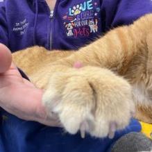 Sir. Milo III, an adoptable Domestic Short Hair in Buffalo, WY, 82834 | Photo Image 6