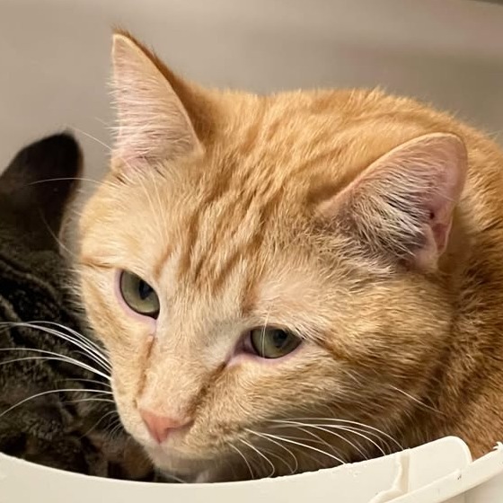Lime, an adoptable Domestic Short Hair in Buffalo, WY, 82834 | Photo Image 1
