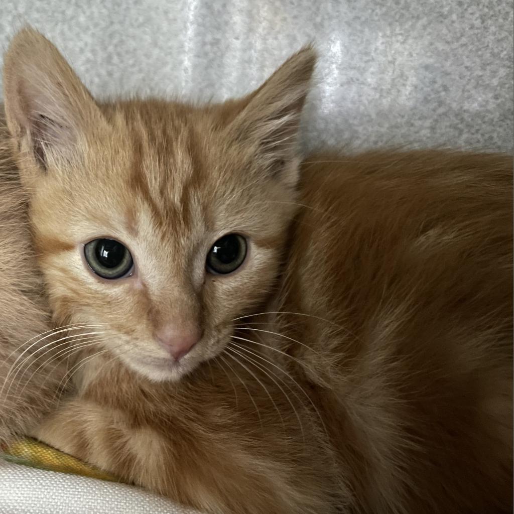 Lime, an adoptable Domestic Short Hair in Buffalo, WY, 82834 | Photo Image 2