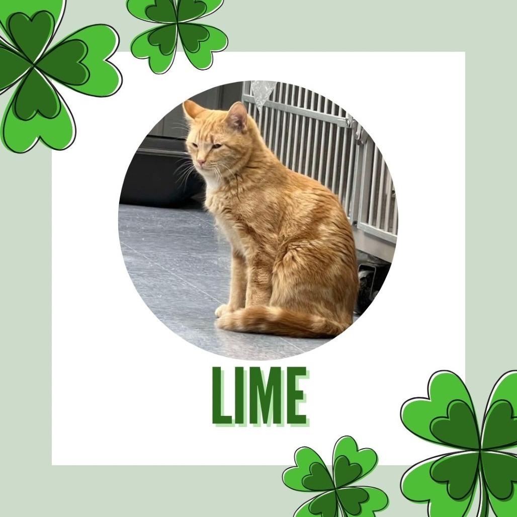 Lime, an adoptable Domestic Short Hair in Buffalo, WY, 82834 | Photo Image 6