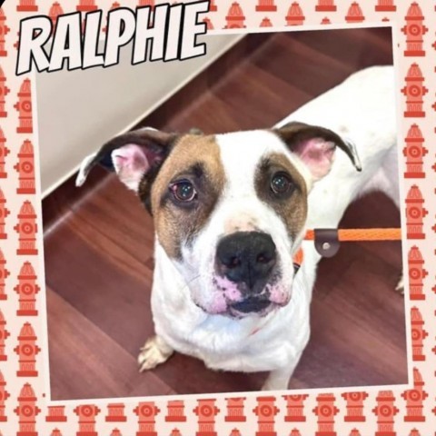 Ralphie 1