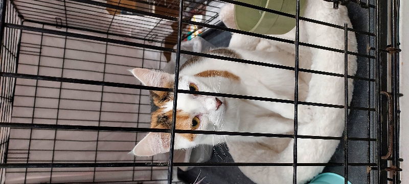 Lil, an adoptable Calico, Domestic Short Hair in Pineville, LA, 71361 | Photo Image 2
