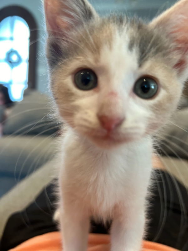Lil, an adoptable Calico, Domestic Short Hair in Pineville, LA, 71361 | Photo Image 3